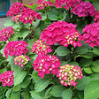 ARBORIX - 2 x Hortensia 'Glowing Embers' - Hydrangea macrophylla 'Glowing Embers'  - 25-30 cm pot - vignette