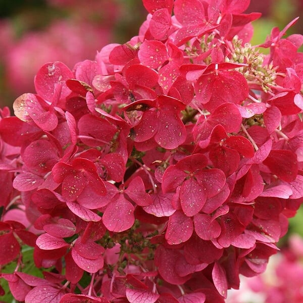ARBORIX - 2 x Hortensia paniculé 'Diamond Rouge' - Hydrangea paniculata 'Diamond Rouge'  - 40-50 cm pot - large