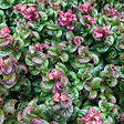 ARBORIX - 2 x Leucothoé 'Curtly Red' - Leucothoe axillaris 'Curly Red'  - 20-30 cm pot - vignette