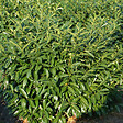 ARBORIX - 2 x Laurier-cerise 'Herbergii' - Prunus Laurocerasus 'Herbergii'  - 40-60 cm pot - vignette