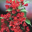 ARBORIX - 2 x Weigela 'Eva Rathke' - Weigela 'Eva Rathke'  - 50-60 cm pot - vignette