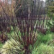 ARBORIX - 2 x Cornouiller blanc 'Kesselringii' - Cornus alba 'Kesselringii'  - 60-80 cm pot - vignette