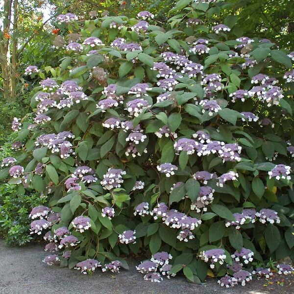 ARBORIX - Hortensia aspera 'Hot Chocolate'® - Hydrangea aspera 'Hot Chocolate'®  - 25-30 cm pot - large