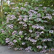 ARBORIX - Hortensia aspera 'Hot Chocolate'® - Hydrangea aspera 'Hot Chocolate'®  - 25-30 cm pot - vignette