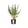 ARBORIX - 2 x Escallonia 'C.F. Ball' - Escallonia 'C.F. Ball'  - 40-50 cm pot - vignette