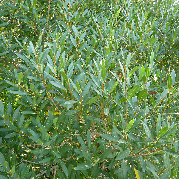 ARBORIX - Filaria angustifolia - Phillyrea Angustifolia  - 40-50 cm pot - large
