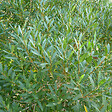 ARBORIX - Filaria angustifolia - Phillyrea Angustifolia  - 40-50 cm pot - vignette