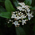 ARBORIX - 2 x Viorne tin, Laurier tin 'Gwenllian' - Viburnum tinus 'Gwenllian'  - 25-30 cm pot - vignette