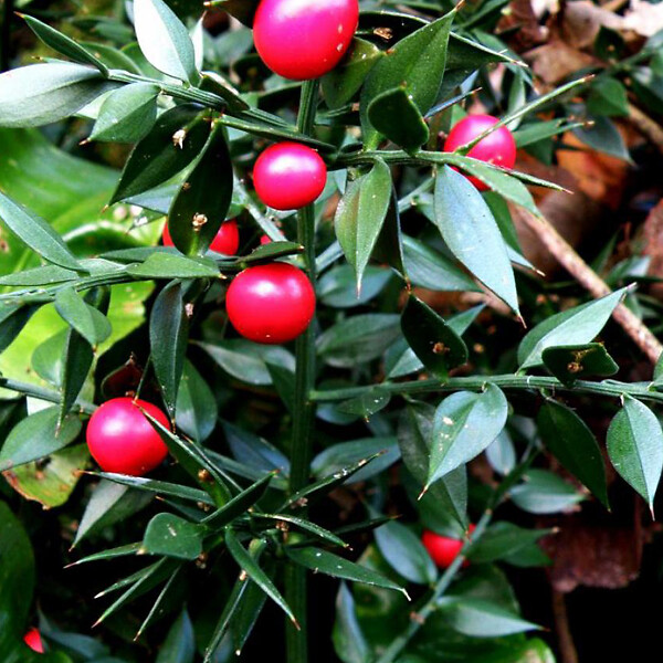 ARBORIX - Fragon piquant - Ruscus aculeatus  - 20-30 cm pot - large