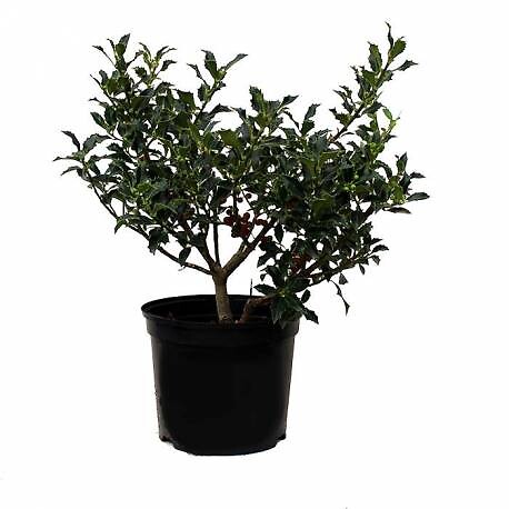ARBORIX - 2 x Houx 'Alaska' - Ilex aquifolium 'Alaska'  - 40-60 cm pot - large