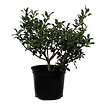 ARBORIX - 2 x Houx 'Alaska' - Ilex aquifolium 'Alaska'  - 40-60 cm pot - vignette