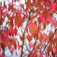 ARBORIX - 2 x Fusain d'Europe - Euonymus Europaeus  - 60-80 cm pot - vignette