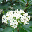 ARBORIX - Viorne tin, Laurier tin - Viburnum Tinus  - 60-80 cm pot - vignette
