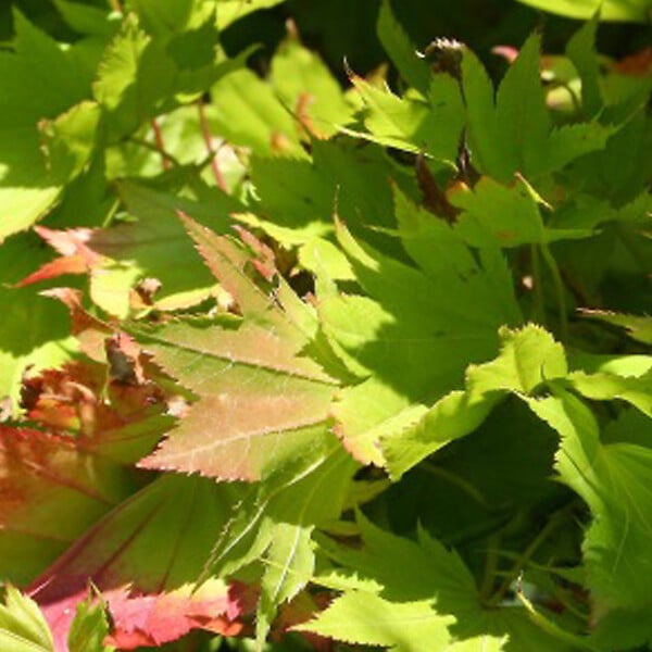 ARBORIX - Érable du japon doré 'Aureum' - Acer Shirasawanum 'Aureum'  - 25-30 cm pot - large