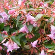 ARBORIX - 2 x Abelia 'Edward Goucher' - Abelia 'Edward Goucher'  - 25-30 cm pot - vignette