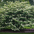 ARBORIX - Cornouiller à feuilles alternes - Cornus Alternifolia  - 60-80 cm pot - vignette