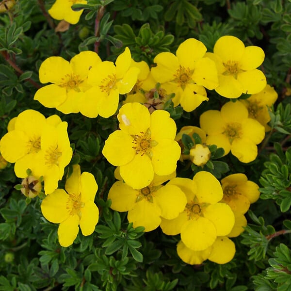 ARBORIX - 2 x Potentille arbustive 'Goldteppich' - Potentilla Fruticosa 'Goldteppich'  - 20-25 cm pot - large