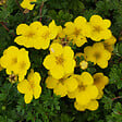 ARBORIX - 2 x Potentille arbustive 'Goldteppich' - Potentilla Fruticosa 'Goldteppich'  - 20-25 cm pot - vignette