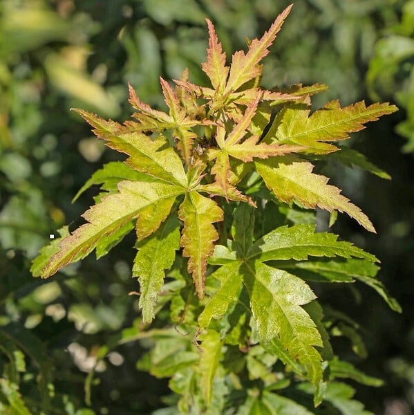 ARBORIX - Érable du Japon 'Kotohime' - Acer palmatum 'Kotohime'  - 40-50 cm pot - large