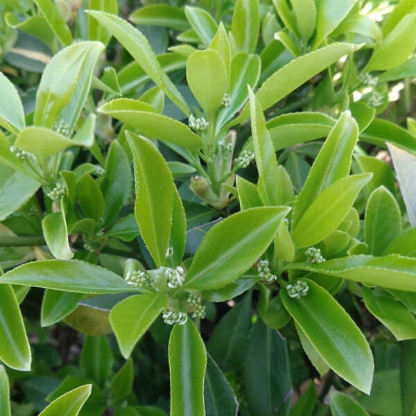 ARBORIX - 6 x Fusain persistant 'Dart's Blanket' - Euonymus Fortunei 'Dart's Blanket'  - godet 9cm x 9cm - large