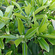 ARBORIX - 6 x Fusain persistant 'Dart's Blanket' - Euonymus Fortunei 'Dart's Blanket'  - godet 9cm x 9cm - vignette