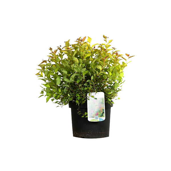 ARBORIX - 2 x Spirée Japonaise 'Firelight' - Spiraea japonica 'Firelight'  - 25-30 cm pot - large