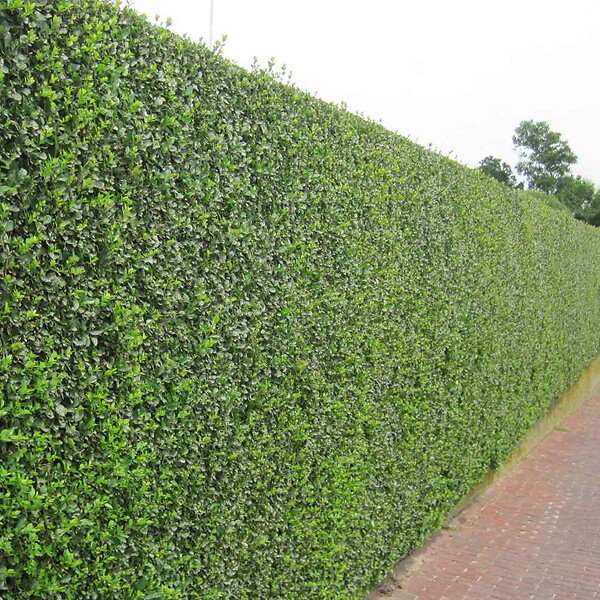 ARBORIX - 2 x Troène de Californie - Ligustrum Ovalifolium  - 60-80 cm pot - large