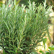 ARBORIX - 2 x Romarin officinal - Rosmarinus Officinalis  - 25-30 cm pot - vignette