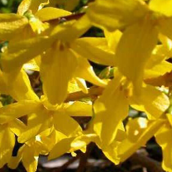 ARBORIX - 2 x Mimosa de Paris 'Minigold' - Forsythia intermedia 'Minigold'  - 50-60 cm pot - large