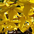 ARBORIX - 2 x Mimosa de Paris 'Minigold' - Forsythia intermedia 'Minigold'  - 50-60 cm pot - vignette