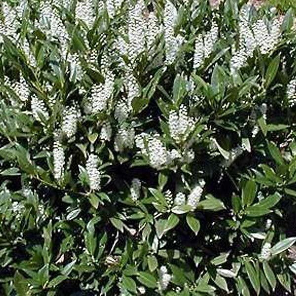 ARBORIX - 2 x Laurier-cerise 'Otto Luyken' - Prunus Laurocerasus 'Otto Luyken'  - 30-40 cm pot - large