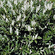 ARBORIX - 2 x Laurier-cerise 'Otto Luyken' - Prunus Laurocerasus 'Otto Luyken'  - 30-40 cm pot - vignette