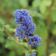 ARBORIX - 2 x Lilas de Californie 'Burkwoodii' - Ceanothus 'Burkwoodii'  - 30-40 cm pot - vignette