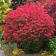 ARBORIX - Fusain ailé - Euonymus Alatus  - 60-80 cm pot - vignette