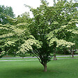 ARBORIX - Cornouiller du Japon - Cornus Kousa  - 50-60 cm pot - vignette