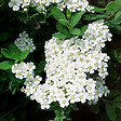 ARBORIX - Spirée du Japon 'Snowmound' - Spiraea Nipponica 'Snowmound'  - 50-60 cm pot - vignette