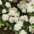 ARBORIX - 2 x Spirée de Vanhoutte - Spiraea Vanhouttei  - 40-60 cm pot - vignette