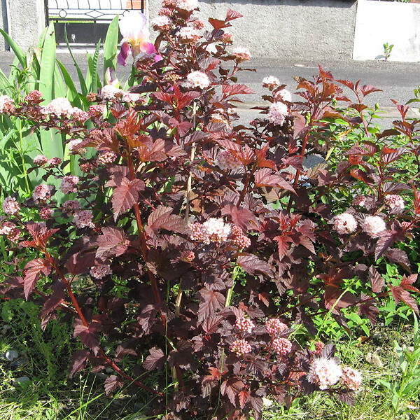 ARBORIX - 2 x Physocarpe à feuilles d'Obier - Physocarpus opulifolius 'Red Baron'  - 30-40 cm pot - large