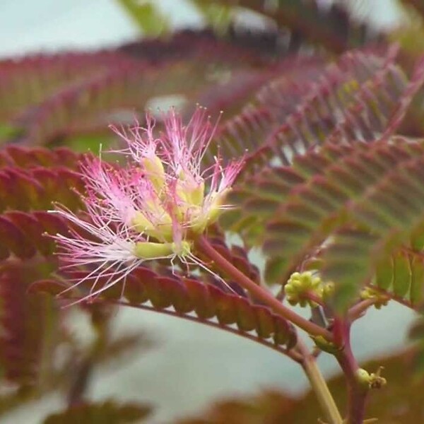 ARBORIX - Arbre à soie 'Summer Chocolate' - Albizia 'Summer Chocolate'  - 30-40 cm pot - large