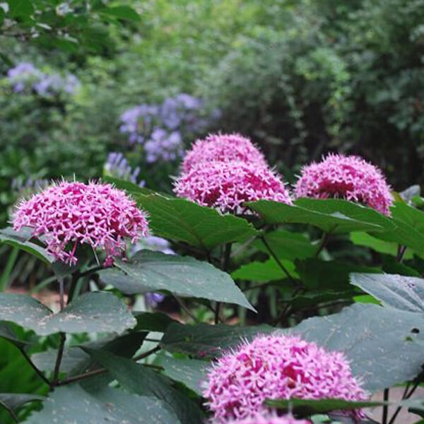 ARBORIX - Clérodendron fétide - Clerodendrum bungei  - 50-60 cm pot - large