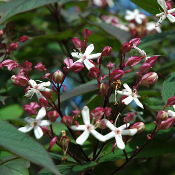 ARBORIX - Arbre du clergé - Clerodendrum Trichotomum  - 40-50 cm pot - large