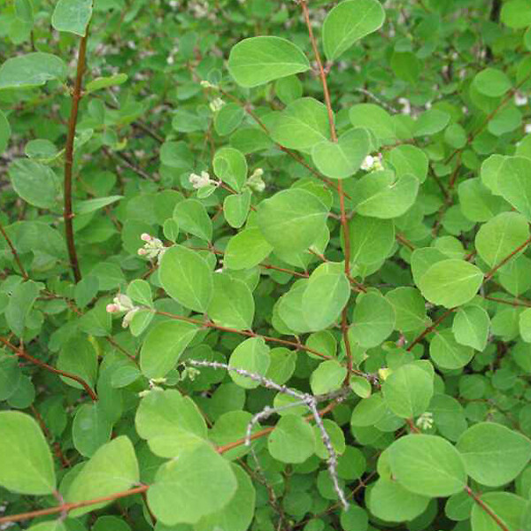 ARBORIX - 2 x Symphorine 'Amethyst' - Symphoricarpos doorenbos 'Amethyst'  - 50-60 cm pot - large