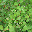 ARBORIX - 2 x Symphorine 'Amethyst' - Symphoricarpos doorenbos 'Amethyst'  - 50-60 cm pot - vignette