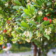 ARBORIX - Arbre à fraises - Arbutus Unedo  - 60-80 cm pot - vignette