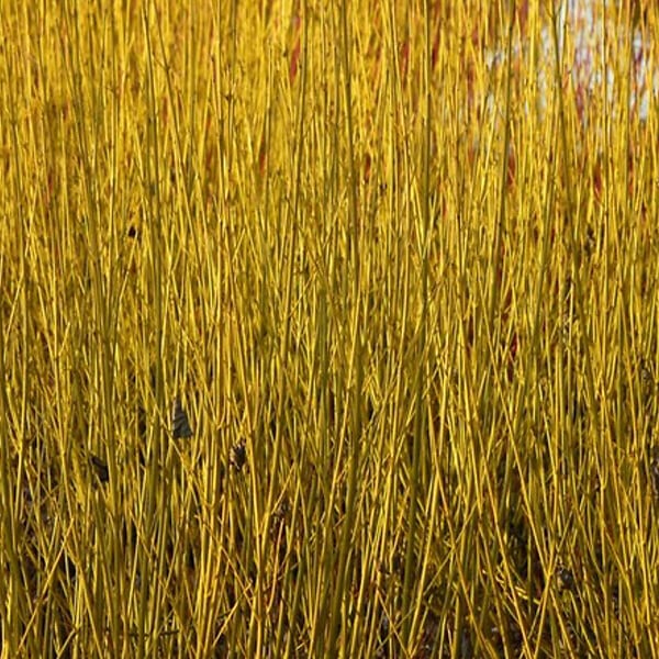 ARBORIX - 2 x Cornouiller jaune 'Flaviramea' - Cornus sericea 'Flaviramea'  - 60-80 cm pot - large