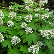 ARBORIX - Hortensia à feuilles de chêne - Hydrangea Quercifolia  - 50-60 cm pot - vignette
