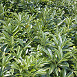 ARBORIX - 2 x Laurier-Cerise - Prunus laurocerasus 'Mount Vernon'  - 20-25 cm pot - vignette