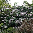 ARBORIX - Hortensia aspera 'Macrophylla' - Hydrangea Aspera 'Macrophylla'  - 60-80 cm pot - vignette