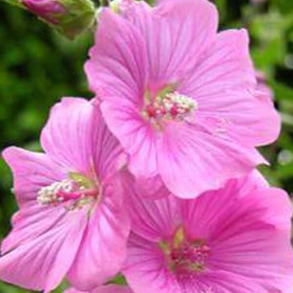 ARBORIX - 6 x Lavatère 'Bredon Springs' - Lavatera 'Bredon Springs'  - godet 9cm x 9cm - large