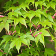 ARBORIX - Érable du Japon 'Osakazuki' - Acer Palmatum 'Osakazuki'  - 60- 80 cm pot - vignette